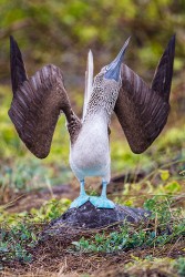 Blue-footed Booby (Sula nebouxii excisa)